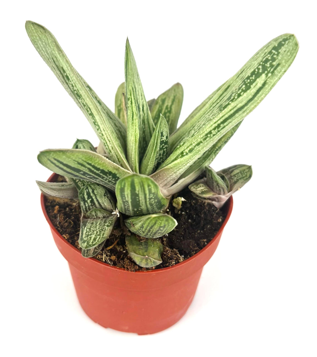 Gasteria Little Warty Ox Tongue Succulent, Green, 4" Pot, Low Maintenance Indoor Plant