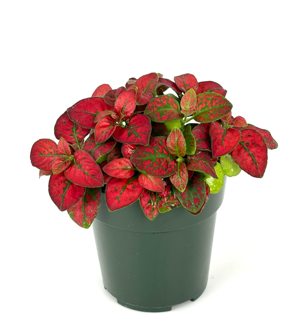 Potted Hypoestes Red Splash plant with red and green leaves on a white background