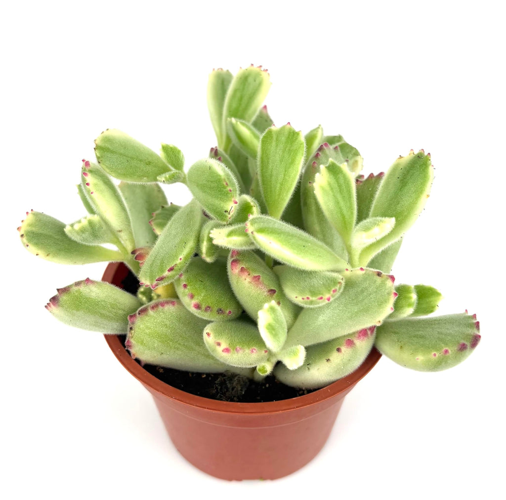 Variegated Cubs Paw Cluster Cotyledon Ladismithiensis Variegata, Live Succulent Plant, 4" Pot, Green Yellow Pink