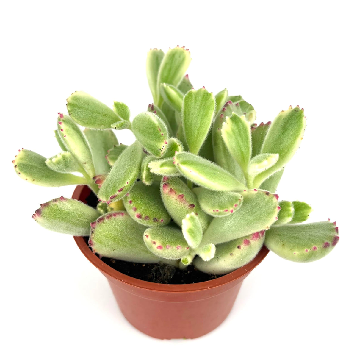 Variegated Cubs Paw Cluster Cotyledon Ladismithiensis Variegata, Live Succulent Plant, 4" Pot, Green Yellow Pink