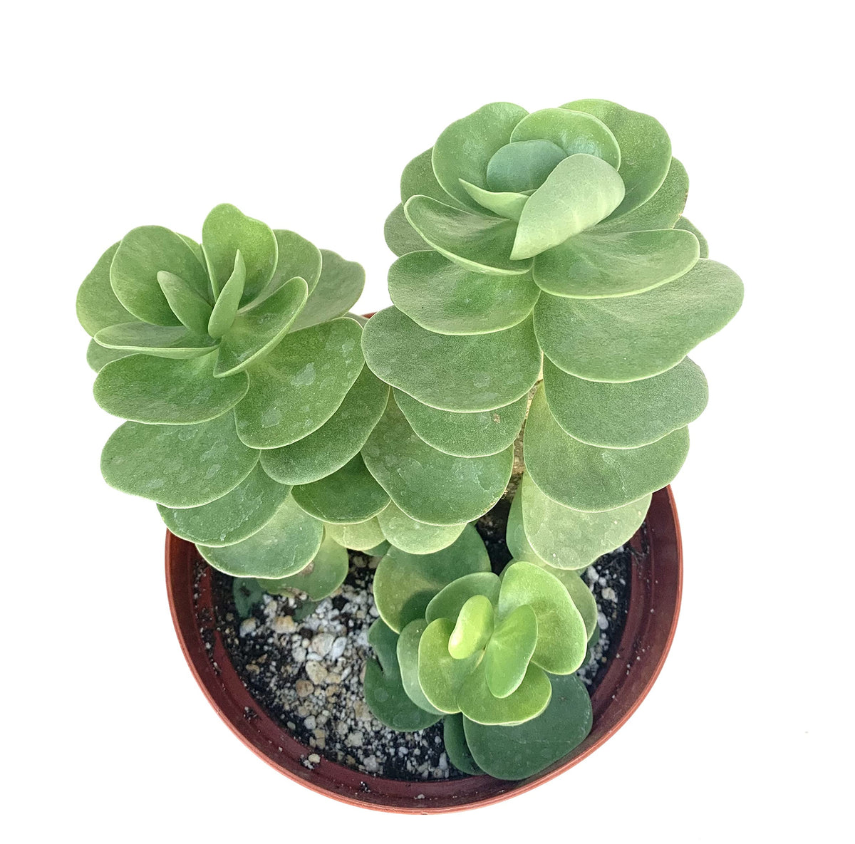Potted Portulaca molokiniensis succulent plant on a white background