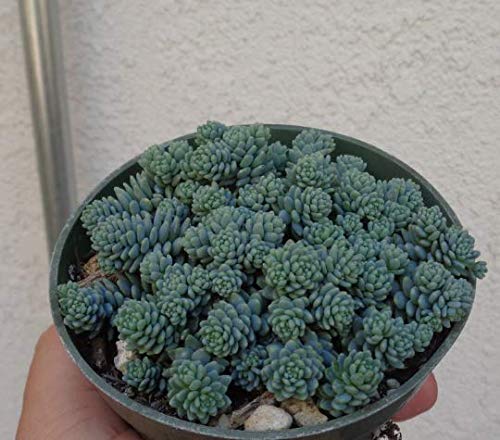 Blue Mound Sedum Cluster-Sedum Dasyphyllum Minor