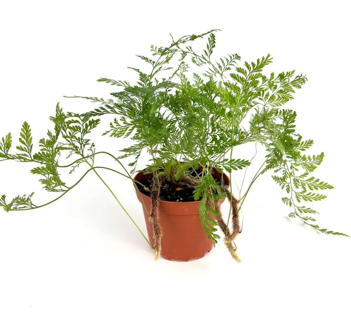 Potted fern plant on a white background