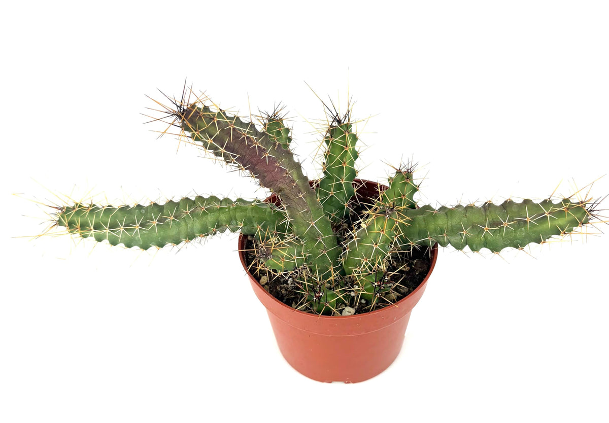 Lady Finger Cactus Echinocereus Pentalophus, Green and Purple, 4 Inch Pot, Live Plant