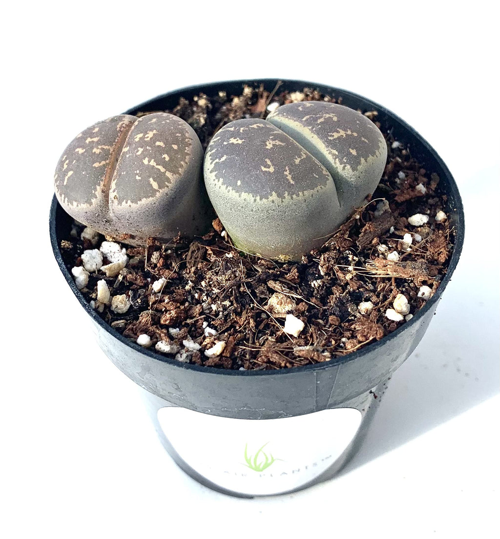 Lithops Succulents Live Potted in 2.5" Pot