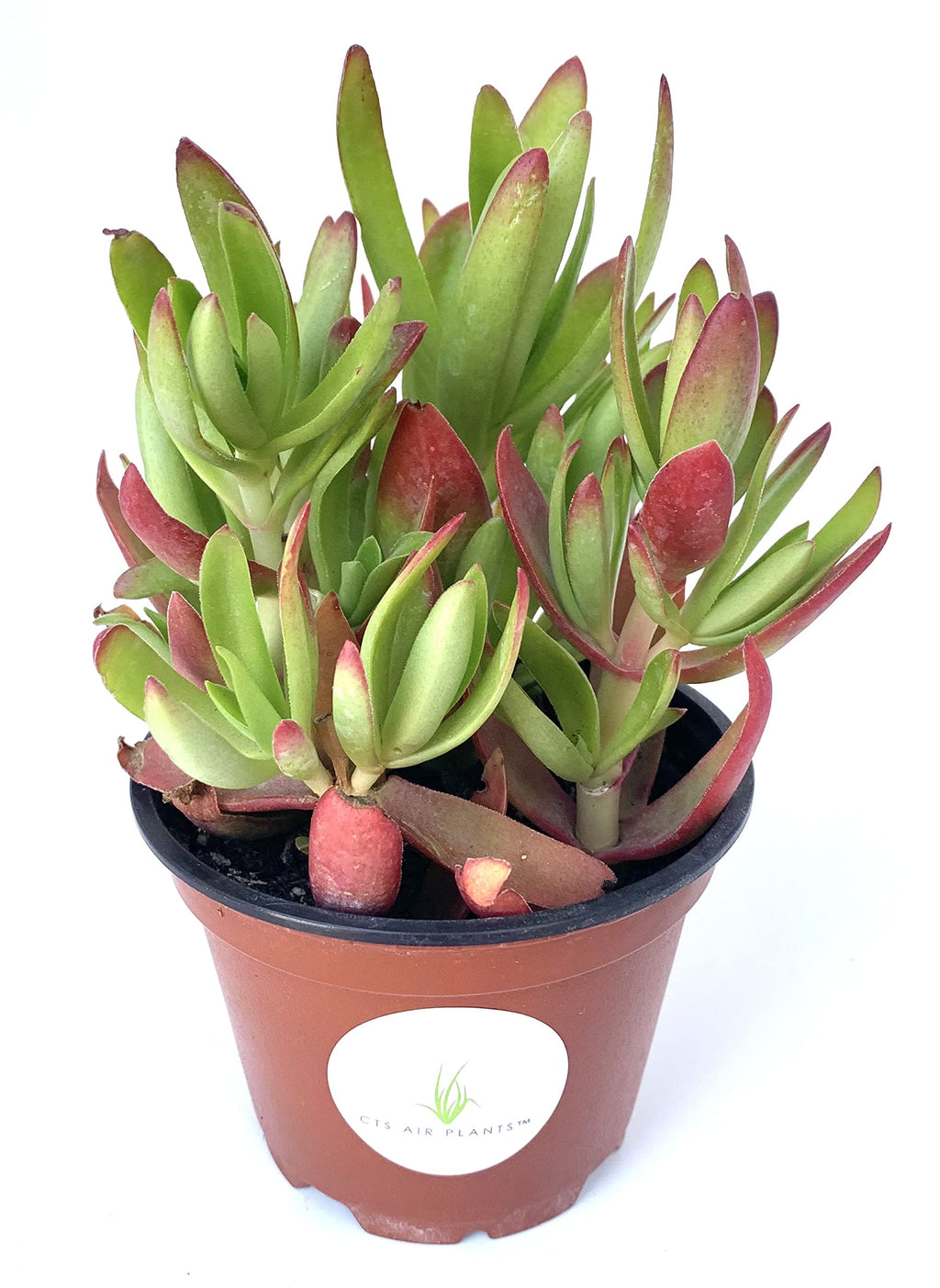 Potted Campfire Crassula succulent plant with green and red leaves on a white background