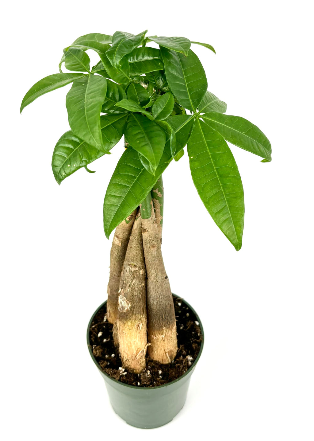 Potted pachira braid plant with green leaves on a white background