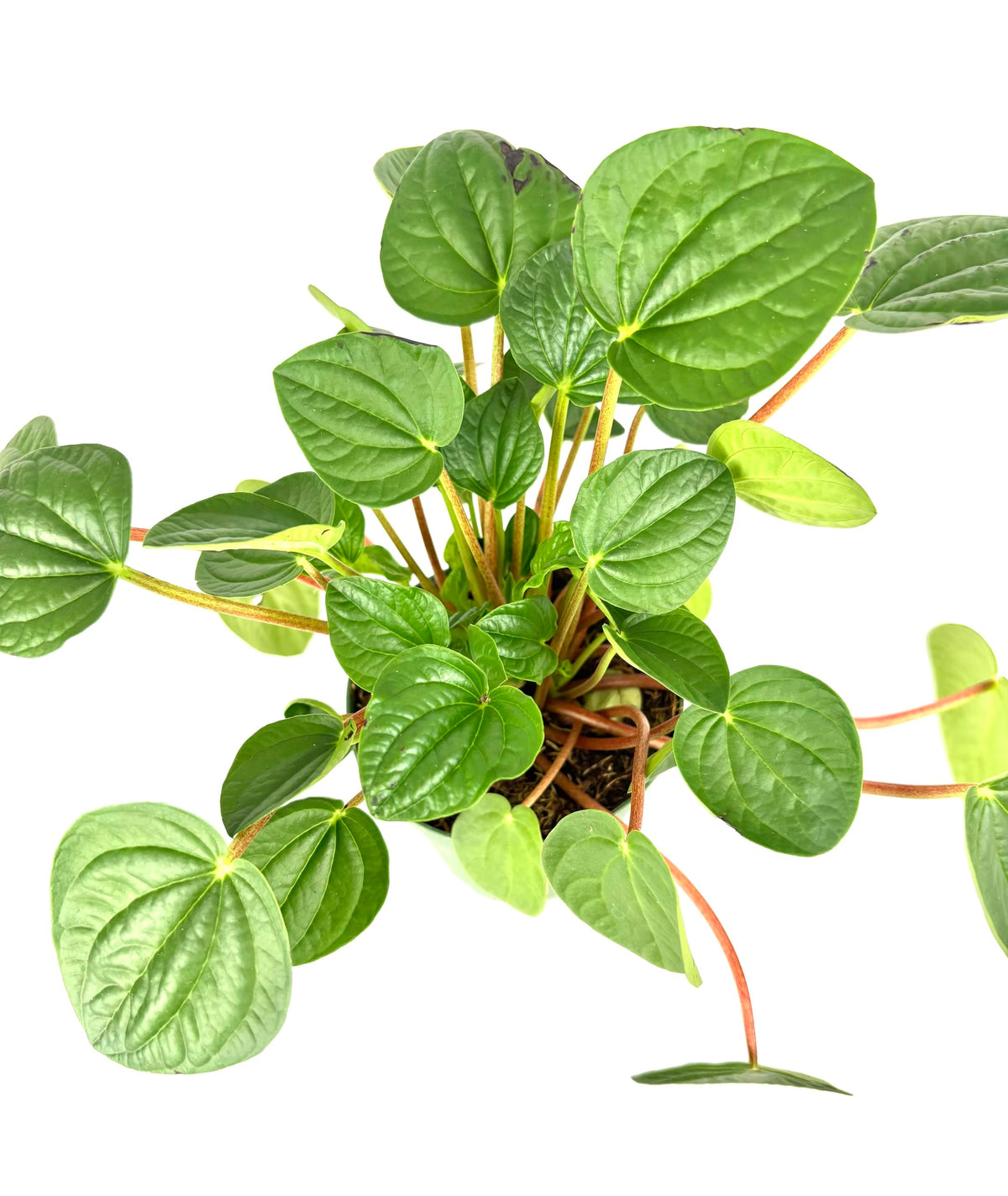 Peperomia rana verde plant with heart-shaped leaves on a white background