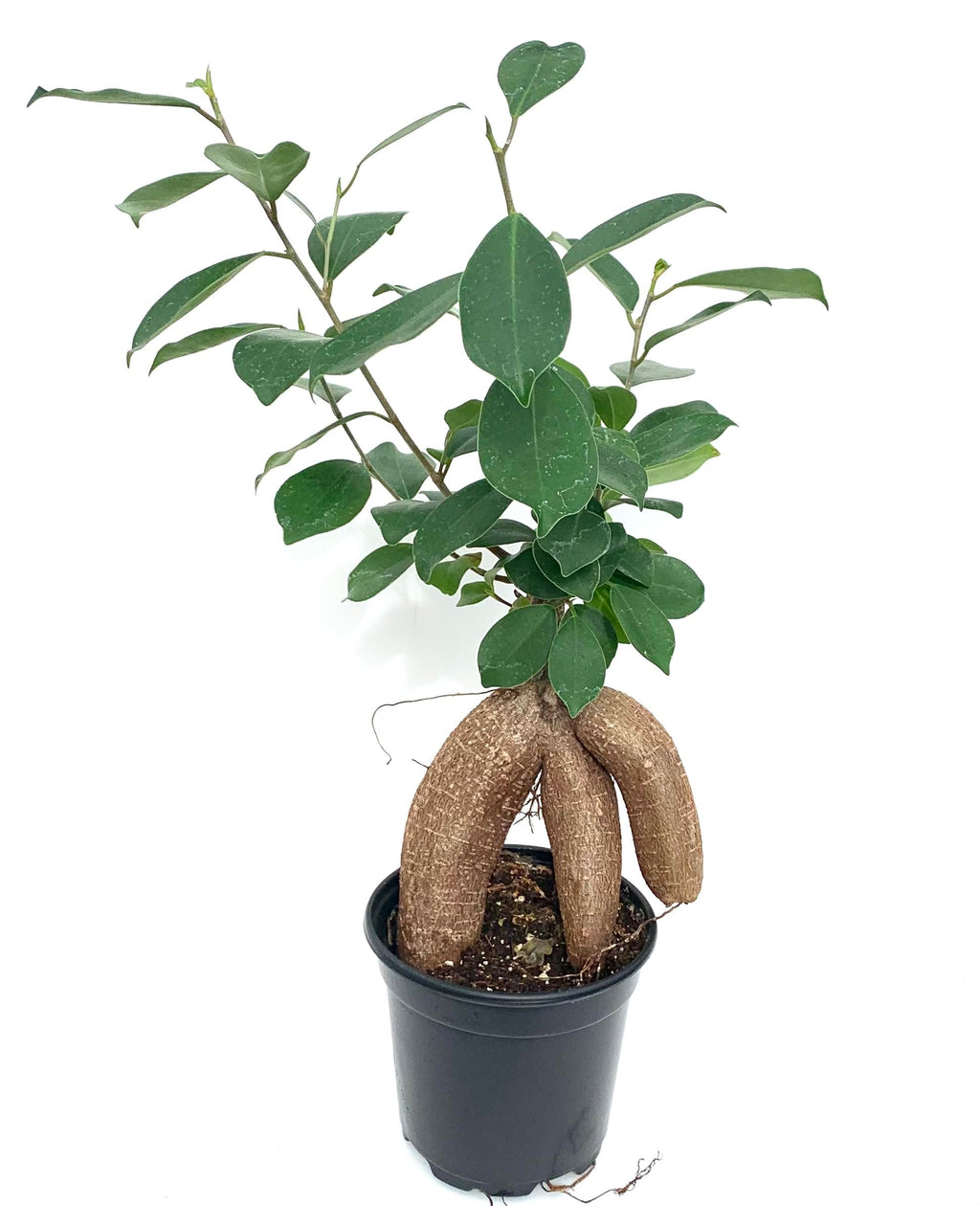 Potted ficus plant with a unique stem on a white background