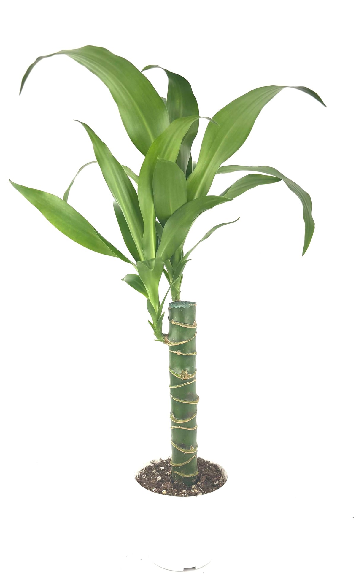 Dracaena Black Beauty Cane Air Purifying Houseplants