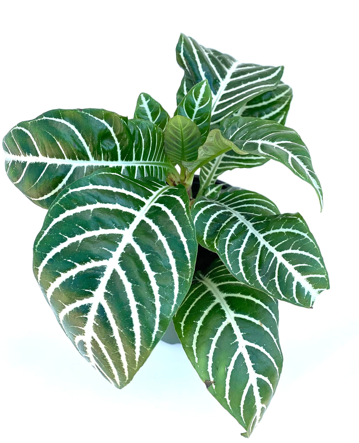 Green plant with white leaf veins on a white background