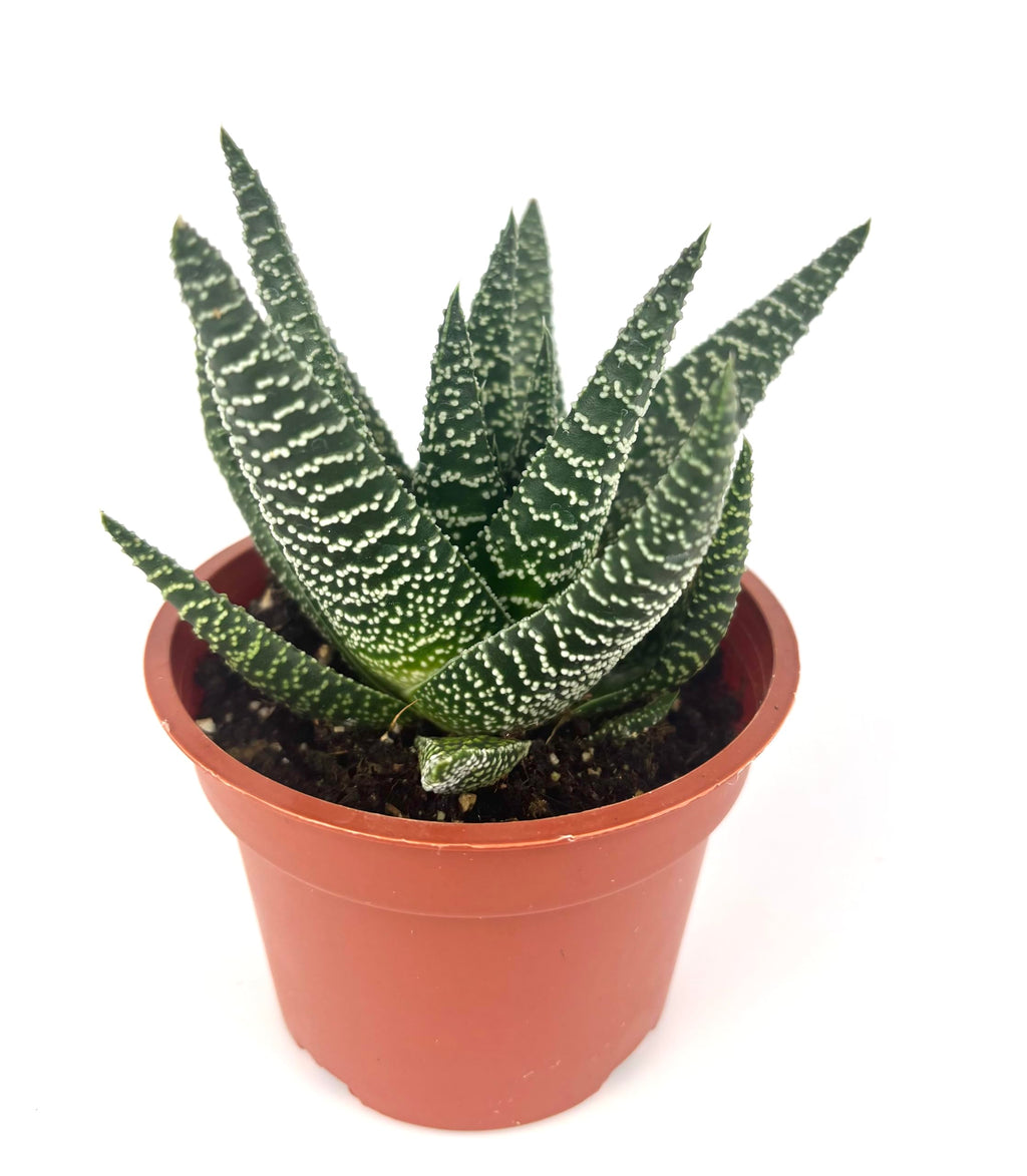 Potted Gasteraloe Okavango plant with patterned leaves on a white background