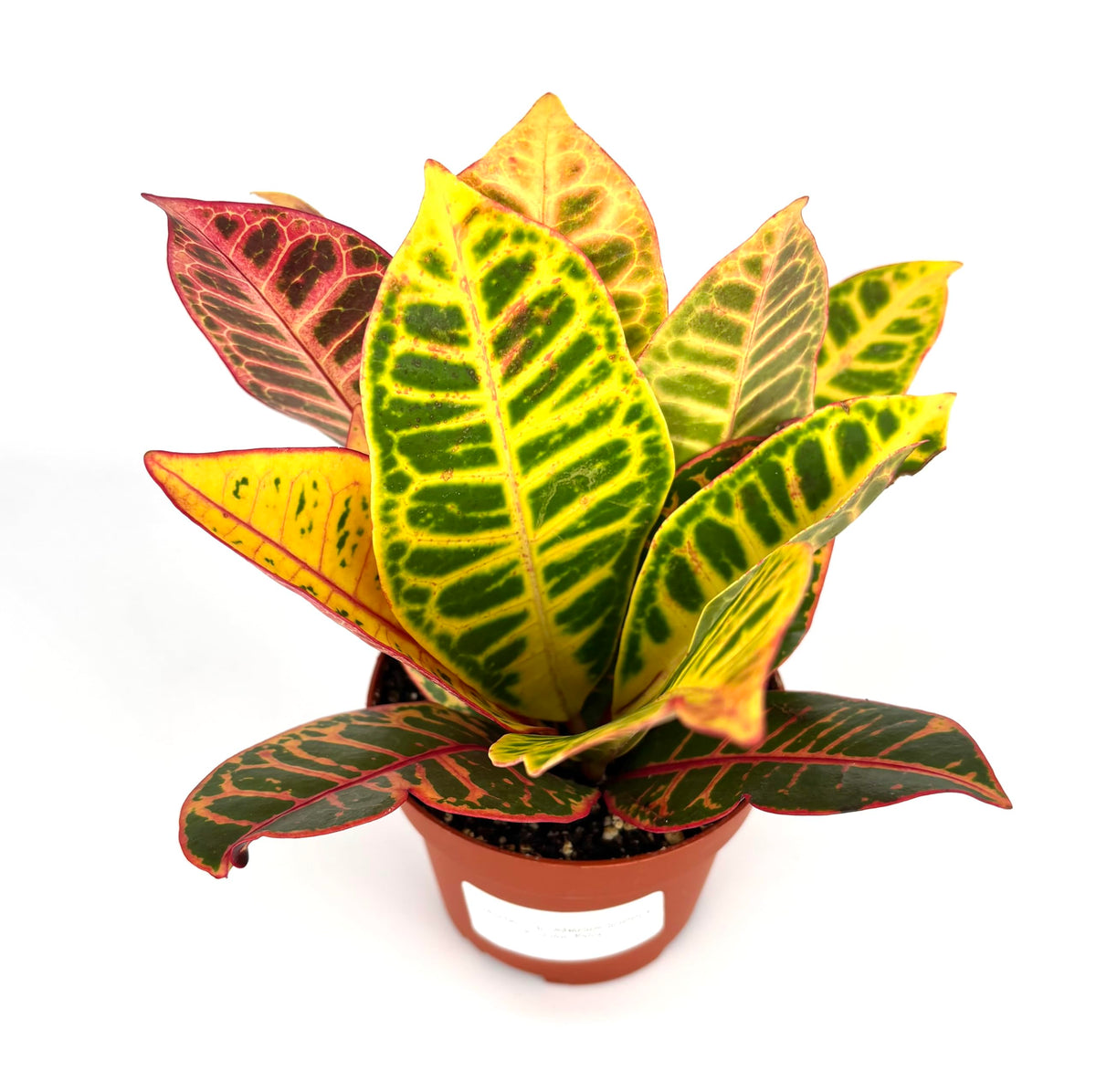 Croton Petra Indoor Houseplant, Air Purifying, 4 Inch Pot, Variegated Colorful Leaves