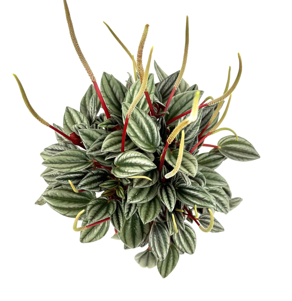 Peperomia San Marino Live Potted House Plant, Green Silver Red, 4 Inch Pot, Indoor
