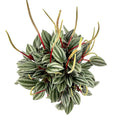 Peperomia San Marino Live Potted House Plant, Green Silver Red, 4 Inch Pot, Indoor