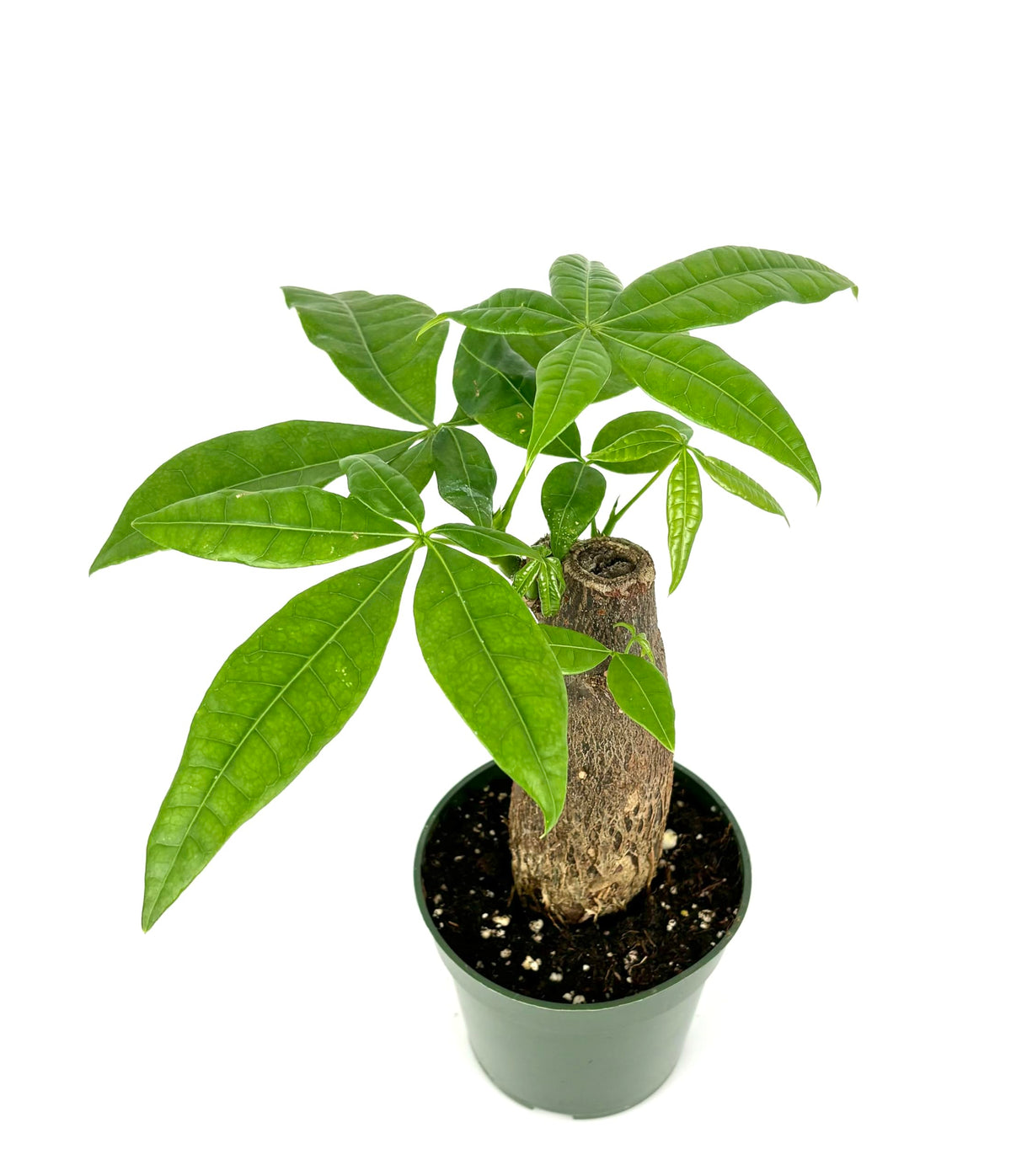 Potted money tree stump plant with green leaves on a white background