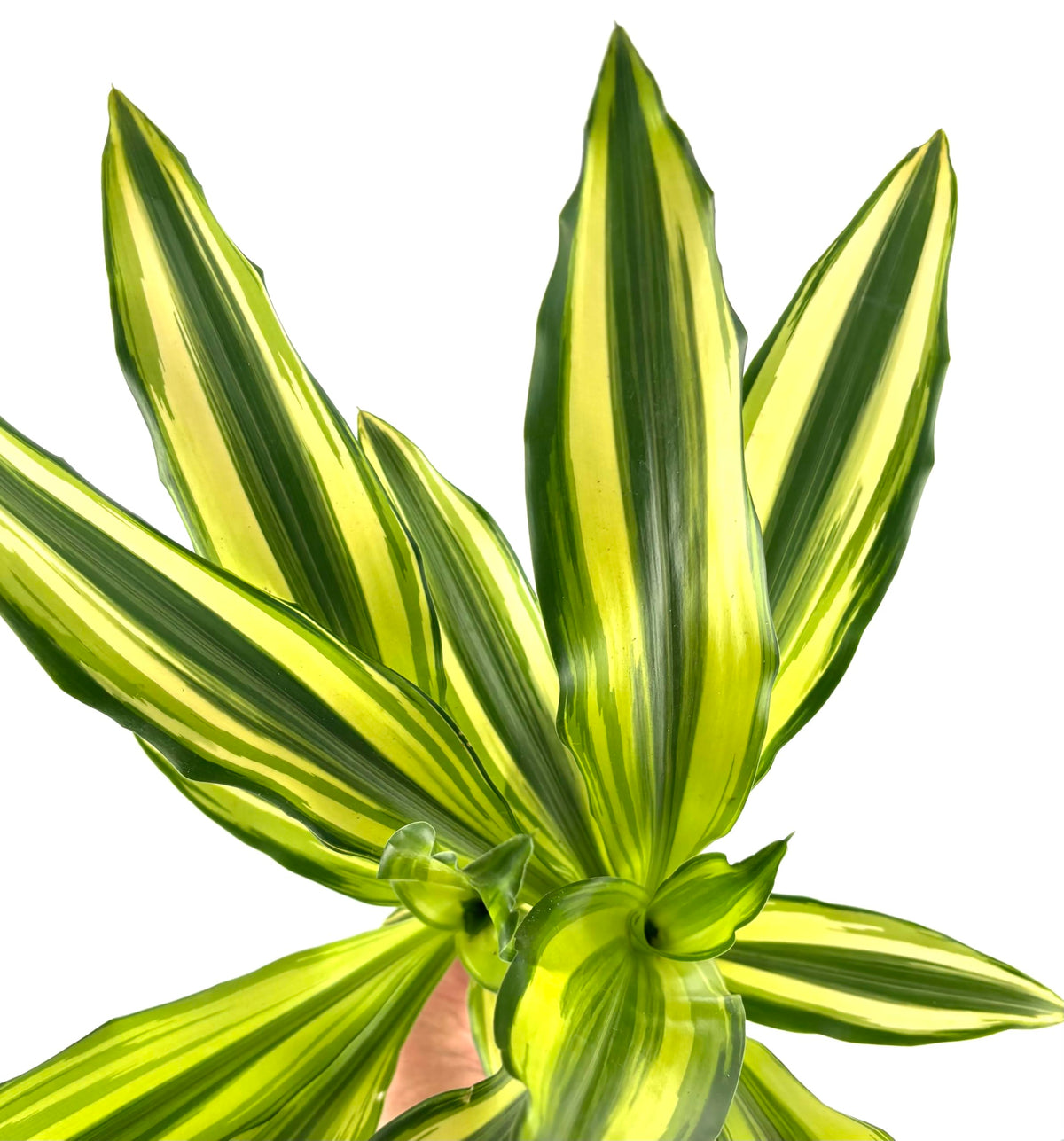 Dracaena Sol Cane, Live Potted House Plant, Green and Yellow Variegated Foliage, Air Purifying, 4 Inch Pot