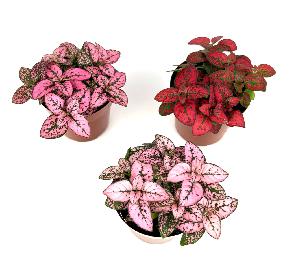 Three potted Hypoestes Splash plants with pink and green leaves on a white background