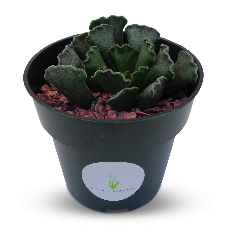 Sea Shell Succulent Adromischus Cristatus Succulents