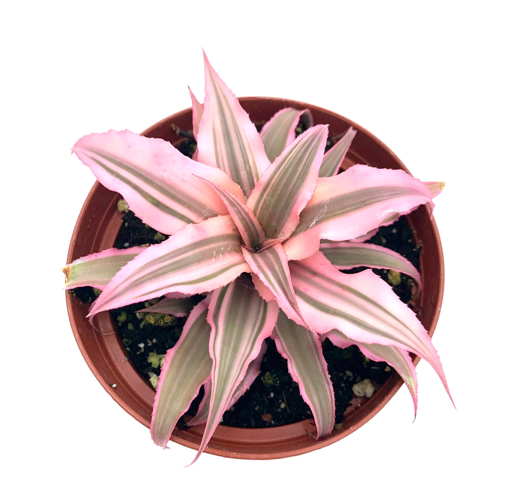 Cryptanthus Hot Pink Earth Star Easy Air Purifying Houseplants, 4" Pot