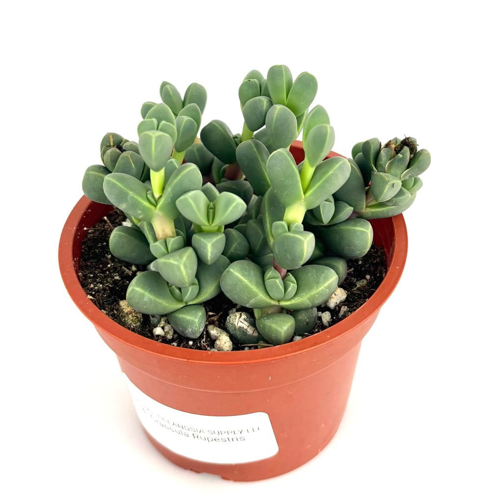 Potted Corpuscularia lehmannii succulent plant on a white background
