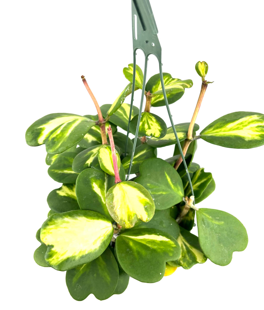 Hanging green plant with variegated leaves on a white background