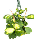 Hanging green plant with variegated leaves on a white background