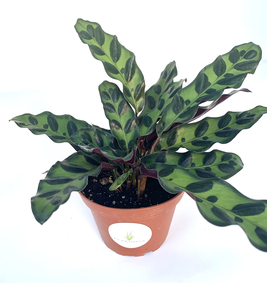 Potted rattlesnake plant with green leaves on a white background