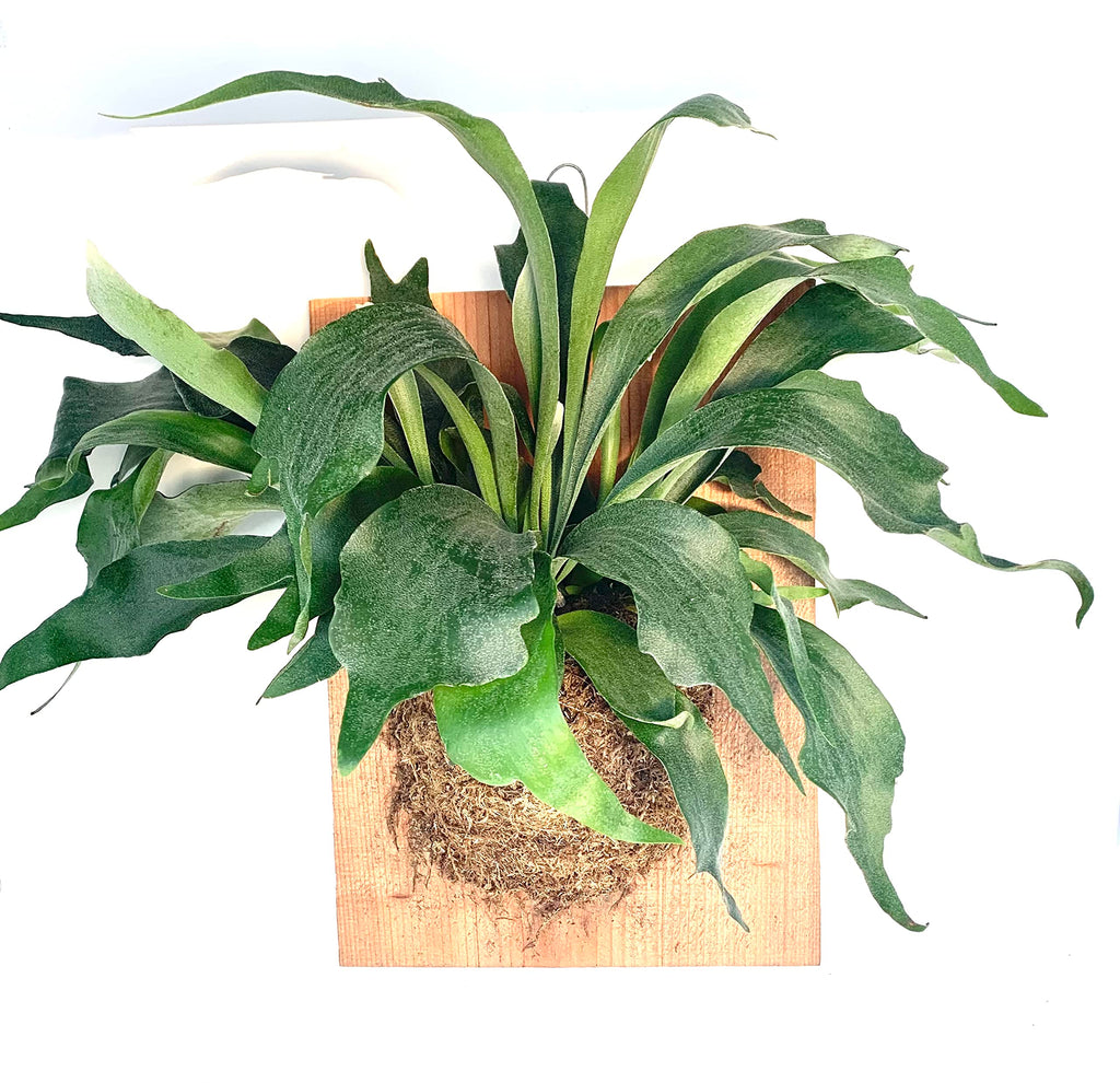 Large staghorn fern mounted on a rectangular wood plaque with moss and a hanging loop
