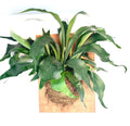 Large staghorn fern mounted on a rectangular wood plaque with moss and a hanging loop
