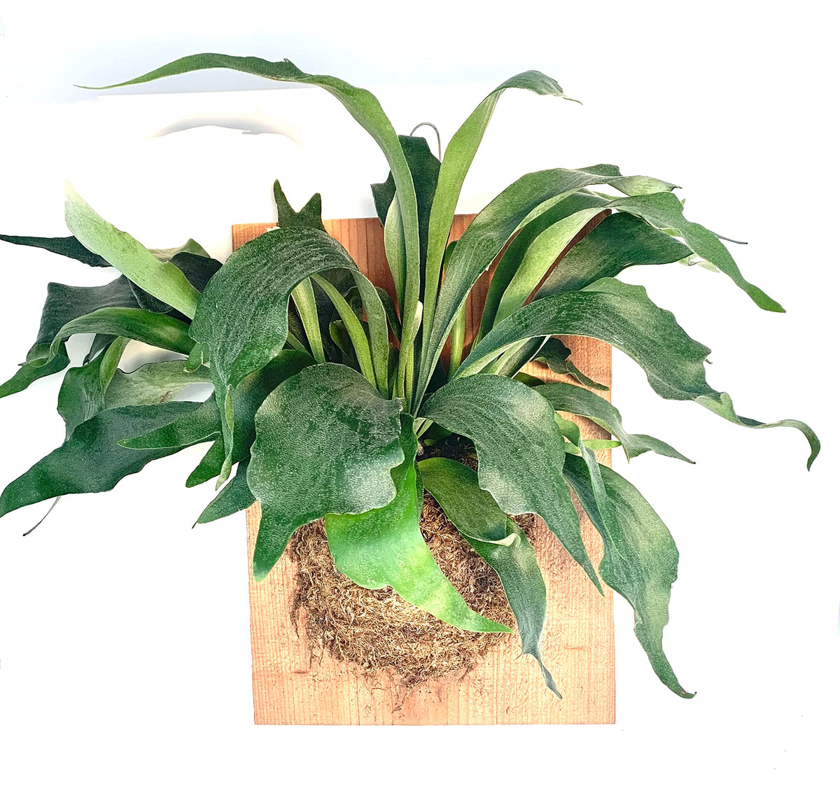 Large staghorn fern mounted on a rectangular wood plaque with moss and a hanging loop
