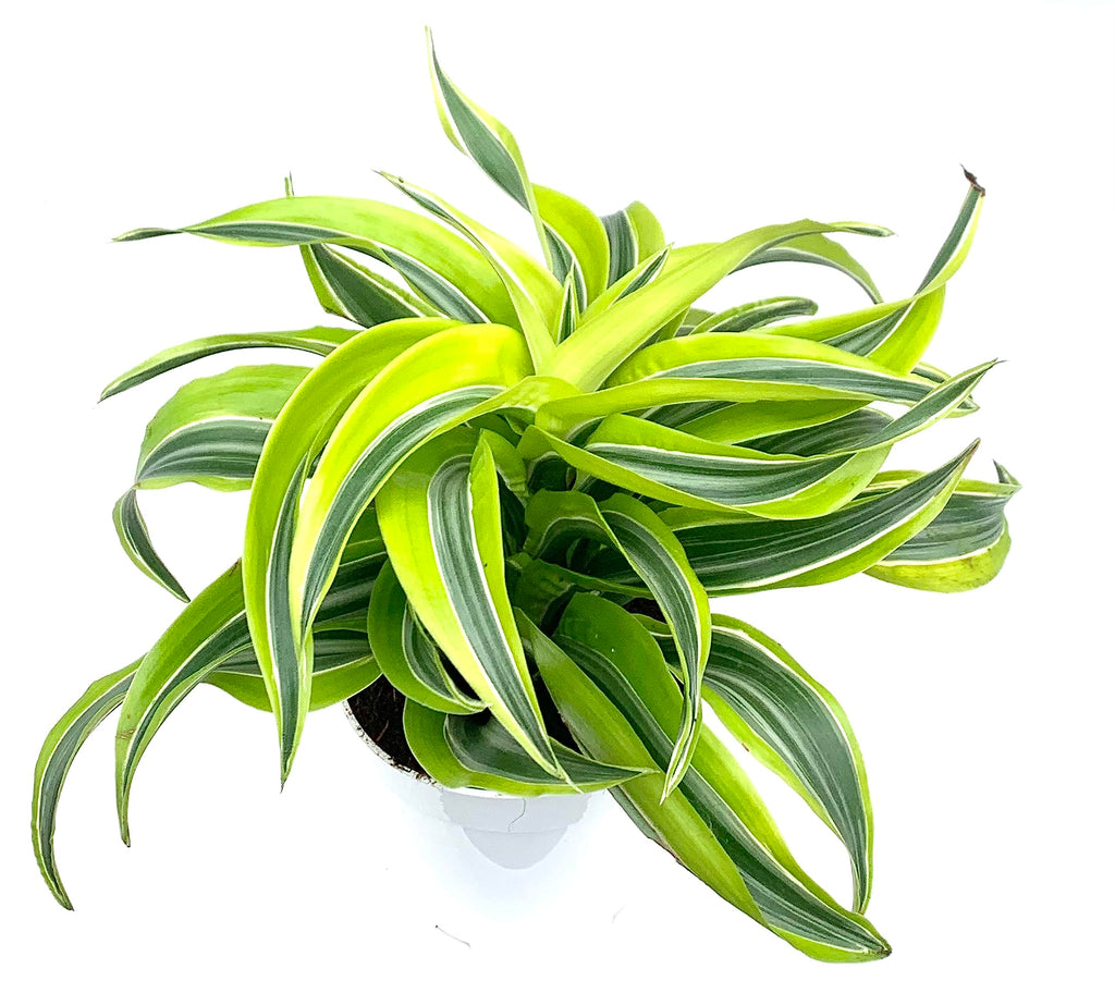 Green and yellow striped dracaena houseplant in a pot on a white background
