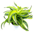 Green and yellow striped dracaena houseplant in a pot on a white background