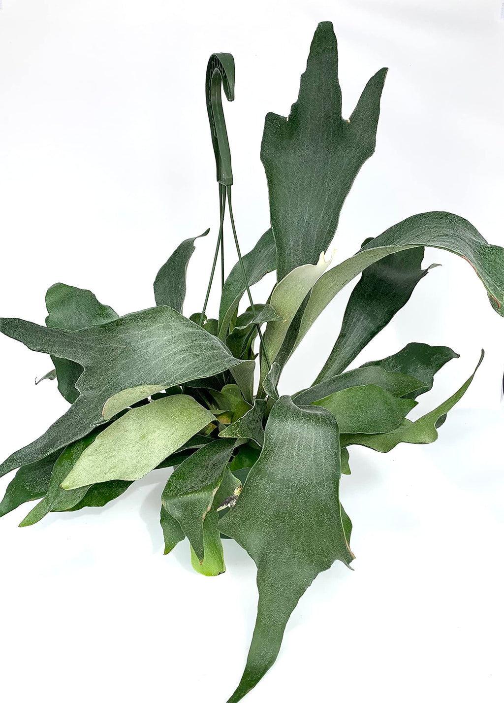 Green staghorn fern potted plant on a white background