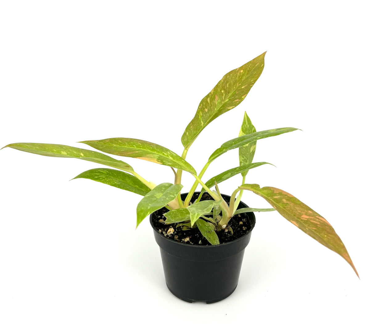 Potted philodendron ring of fire plant with green leaves on a white background