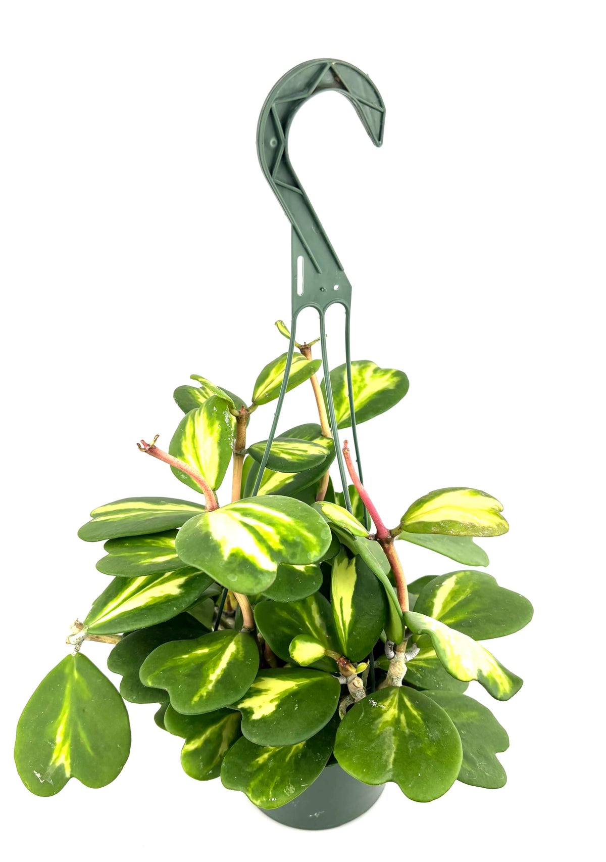Hanging heart hoya plant with green leaves on a white background