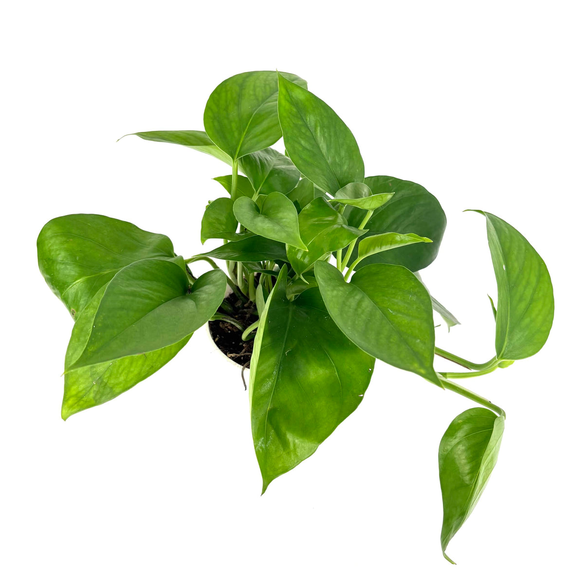 Green pothos houseplant on a white background