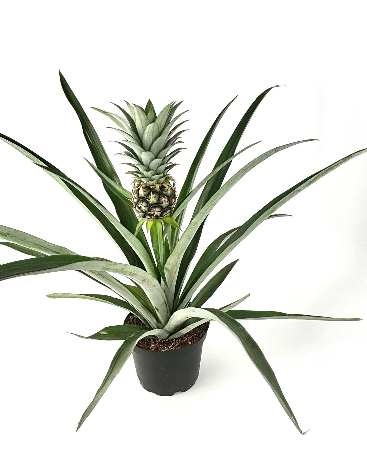 Potted pineapple plant with a pineapple fruit on a white background