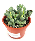Potted Corpuscularia lehmannii succulent plant with a white label on a white background