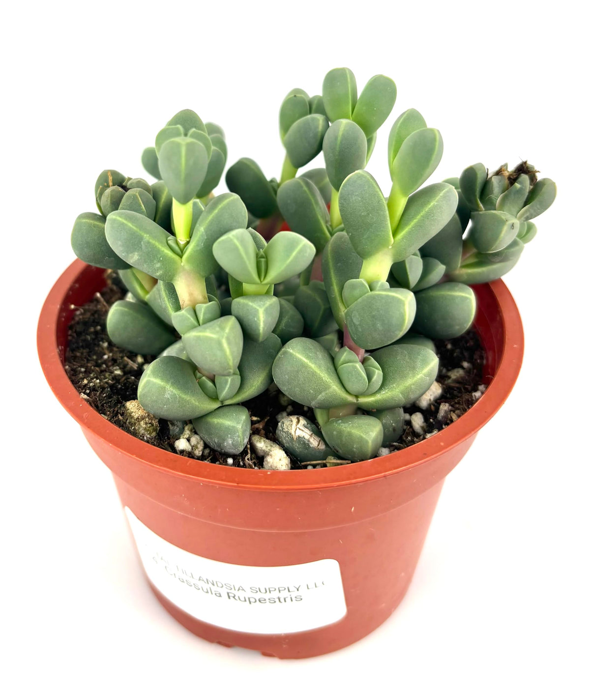 Potted Corpuscularia lehmannii succulent plant with a white label on a white background
