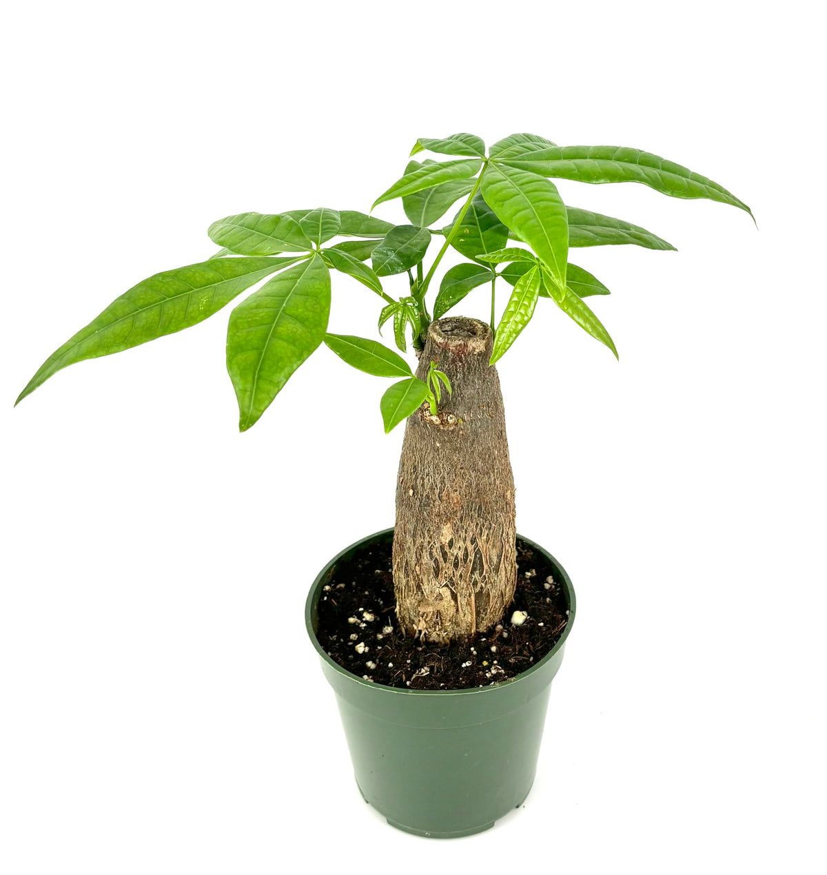 Potted plant with a thick trunk and green leaves on a white background