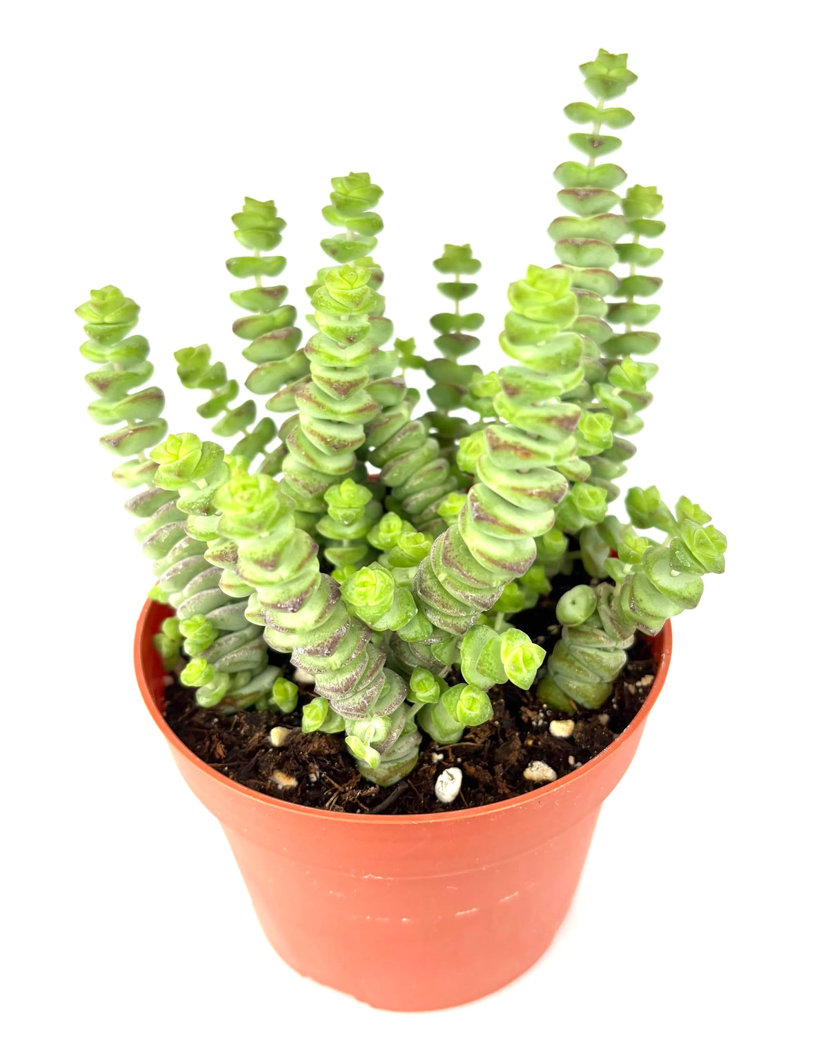 Potted Baby Necklace Crassula succulent plant with twisted leaves on a white background