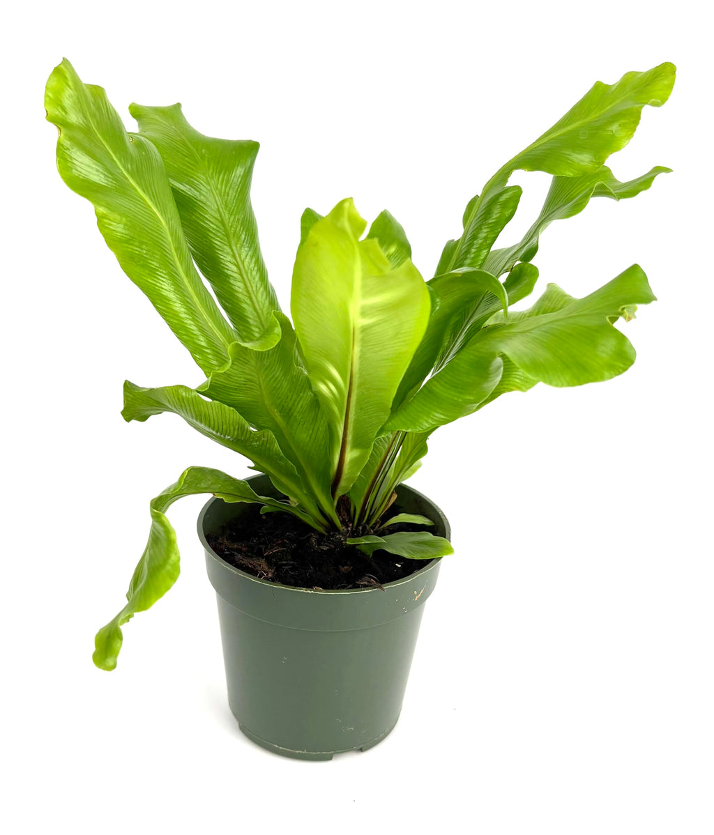 Potted plant with large green leaves on a white background