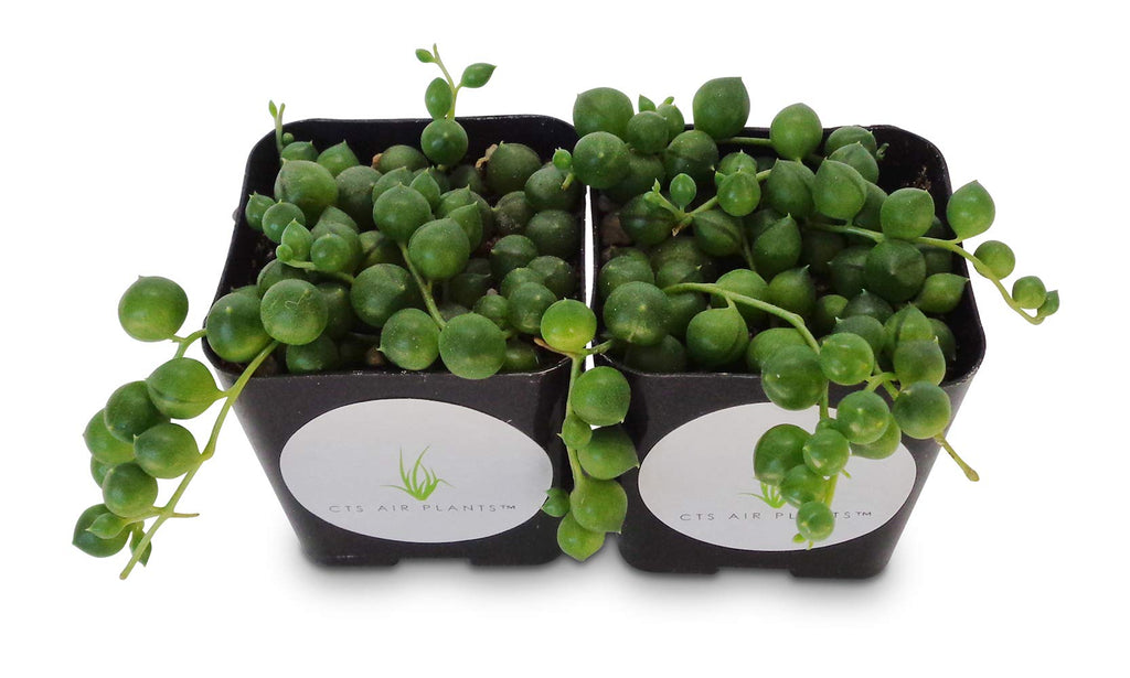String of Pearls Succulents Senecio Rowleyanus