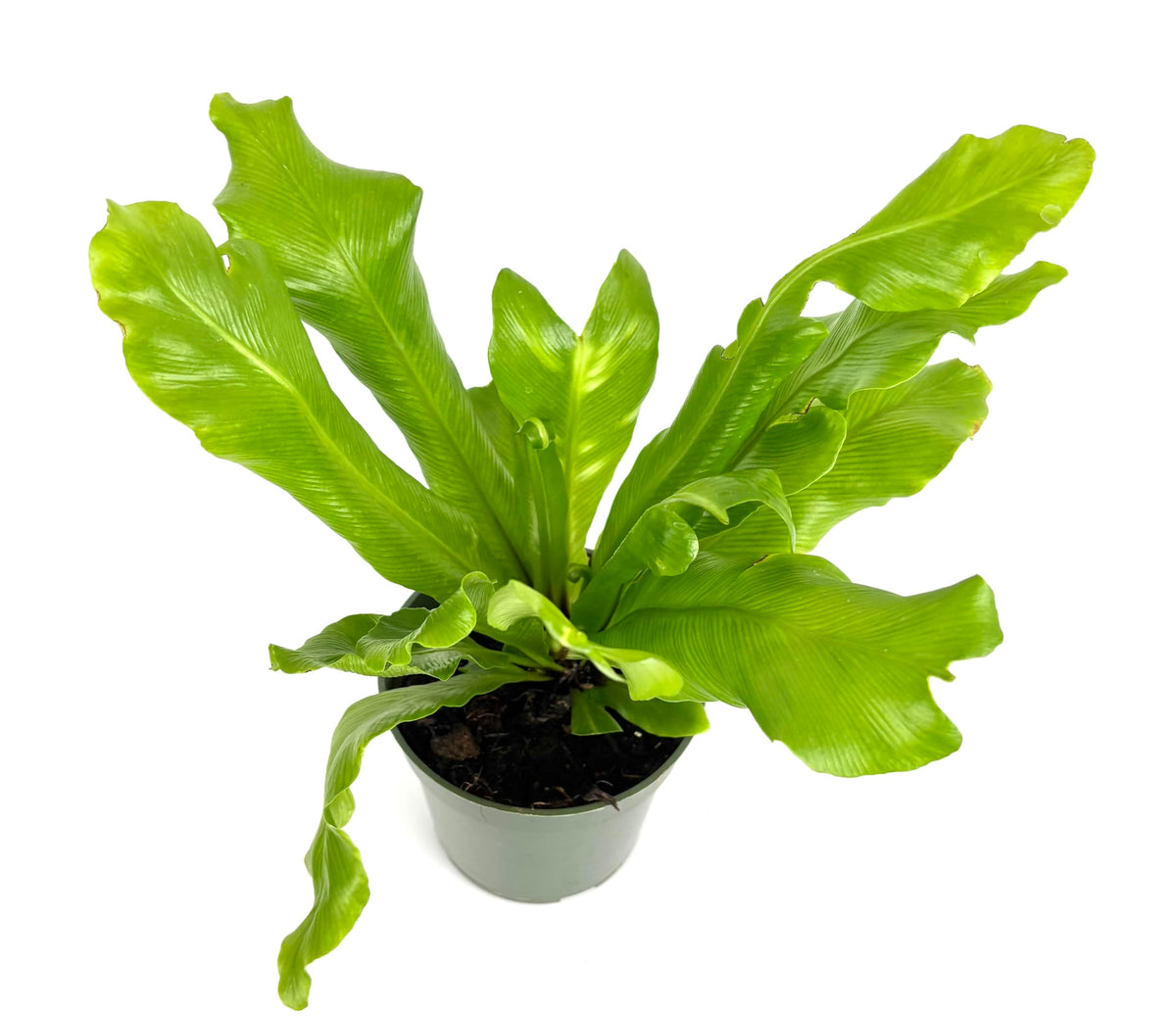 Potted green plant on a white background