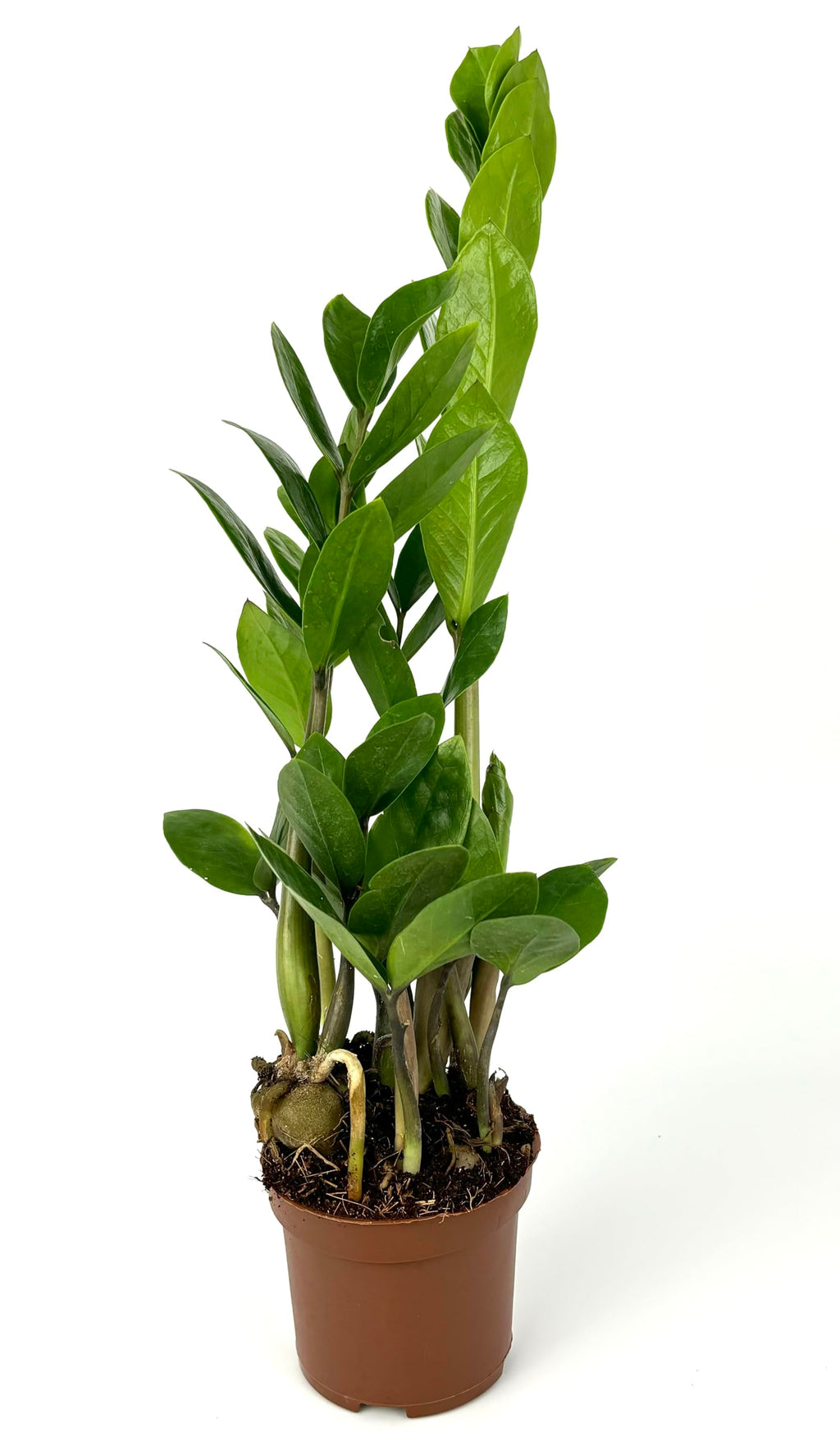 Potted ZZ plant with green leaves on a white background