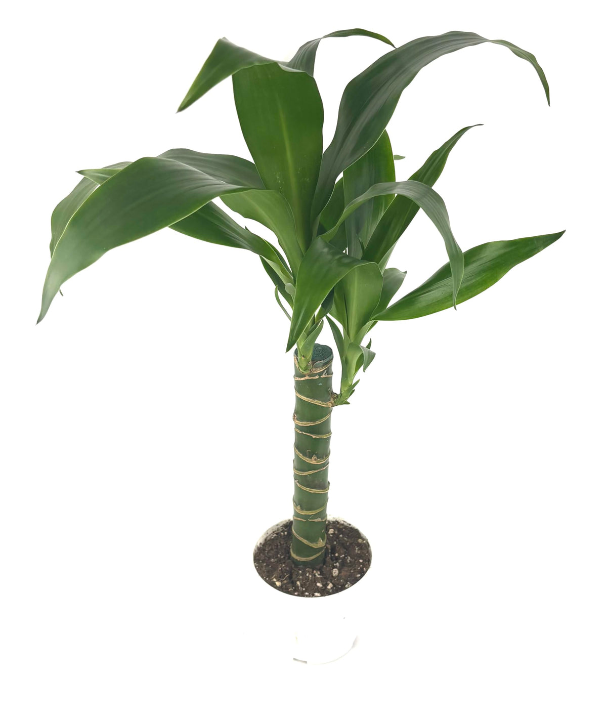 Dracaena Black Beauty Cane Air Purifying Houseplants