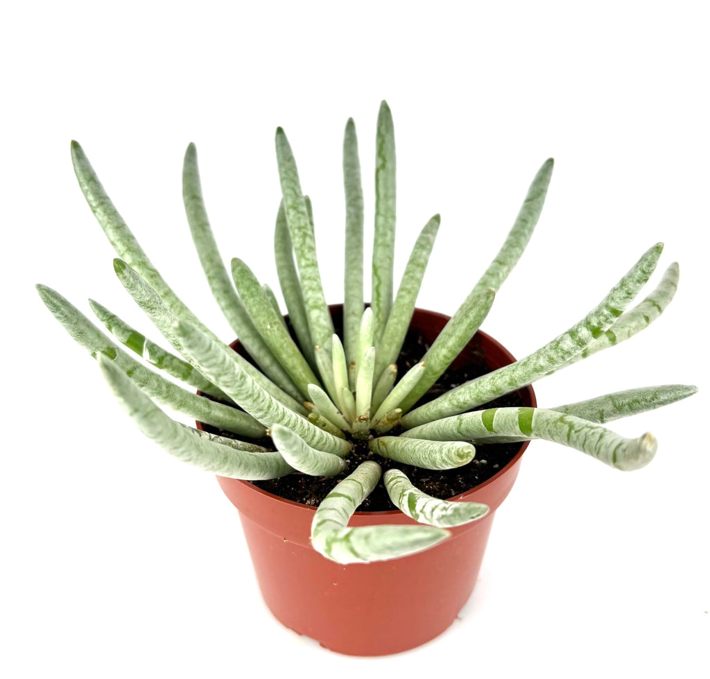 Silver Coral Succulent Senecio Scaposus, Green with White Rosettes, 4 Inch Pot, Live Indoor Plant