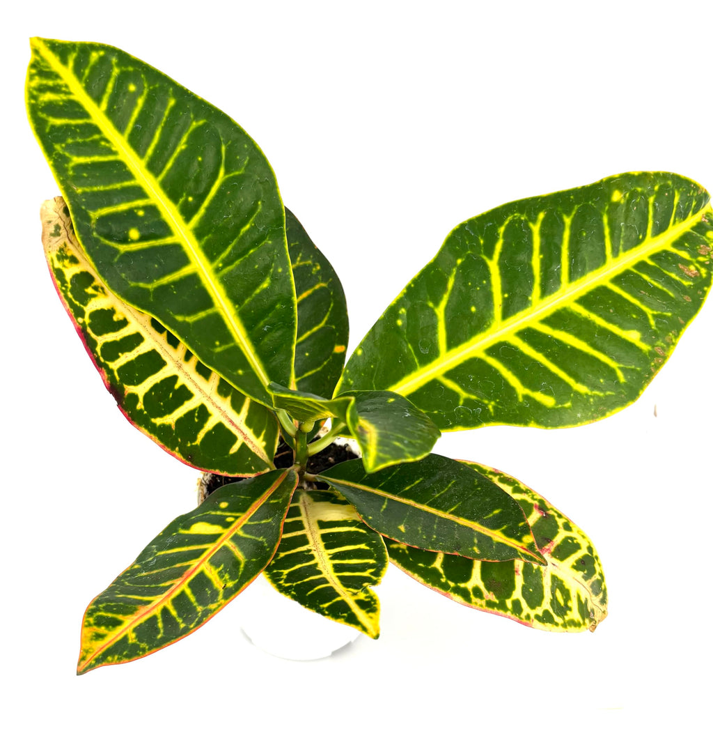Croton Petra Indoor Houseplant, Air Purifying, 4 Inch Pot, Variegated Colorful Leaves