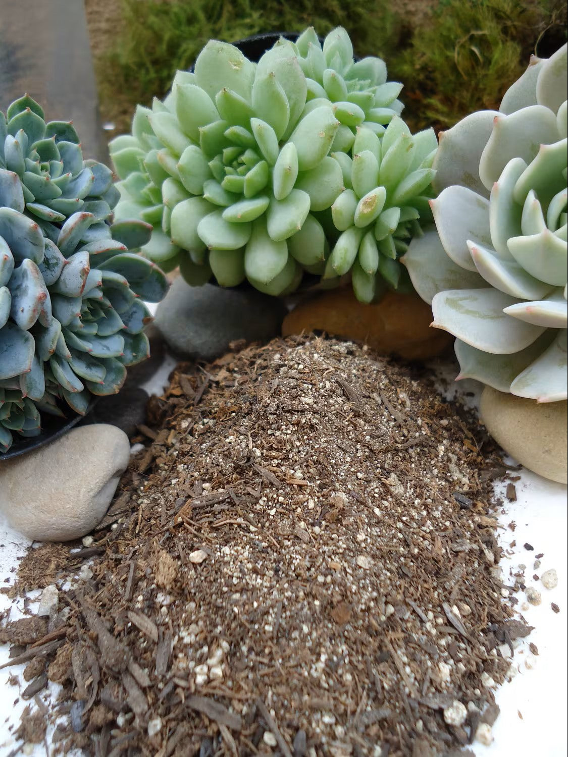 Pile of brown houseplant soil blend with organic fibers and small mineral particles, with succulents in the background